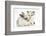 Colourpoint Kitten with Baby Rabbit-Mark Taylor-Framed Photographic Print