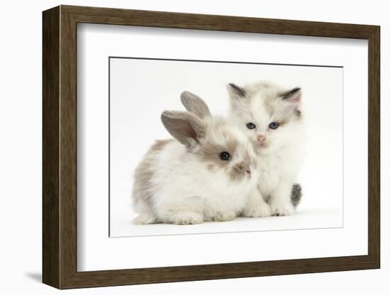 Colourpoint Kitten with Baby Rabbit-Mark Taylor-Framed Photographic Print