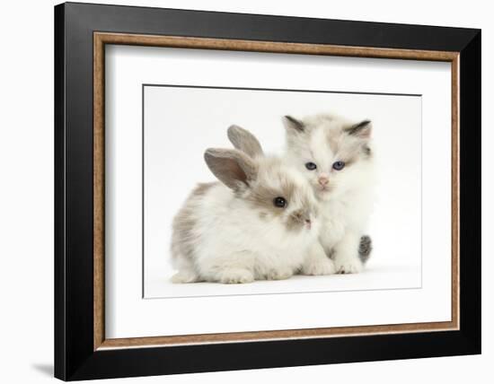 Colourpoint Kitten with Baby Rabbit-Mark Taylor-Framed Photographic Print