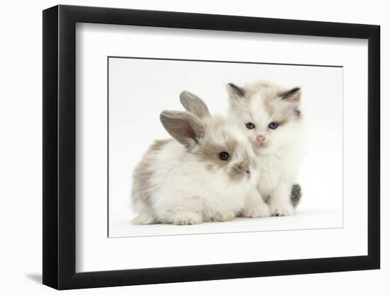 Colourpoint Kitten with Baby Rabbit-Mark Taylor-Framed Photographic Print