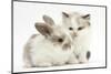 Colourpoint Kitten with Baby Rabbit-Mark Taylor-Mounted Photographic Print