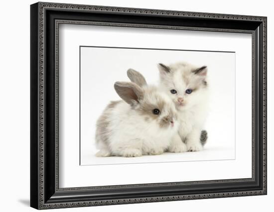 Colourpoint Kitten with Baby Rabbit-Mark Taylor-Framed Photographic Print