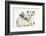 Colourpoint Kitten with Baby Rabbit-Mark Taylor-Framed Photographic Print