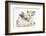 Colourpoint Kitten with Baby Rabbit-Mark Taylor-Framed Photographic Print