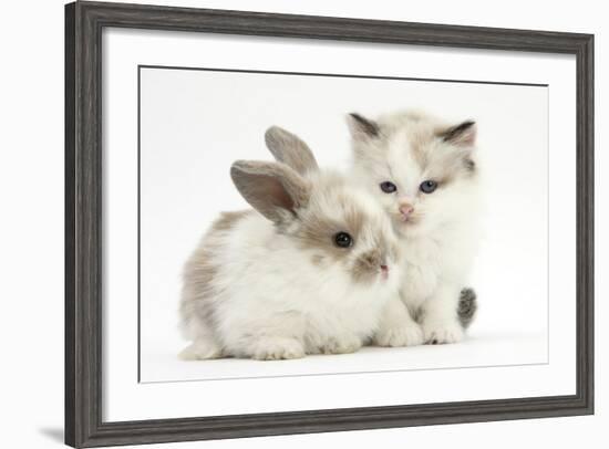 Colourpoint Kitten with Baby Rabbit-Mark Taylor-Framed Photographic Print