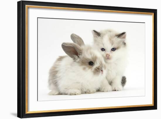 Colourpoint Kitten with Baby Rabbit-Mark Taylor-Framed Photographic Print