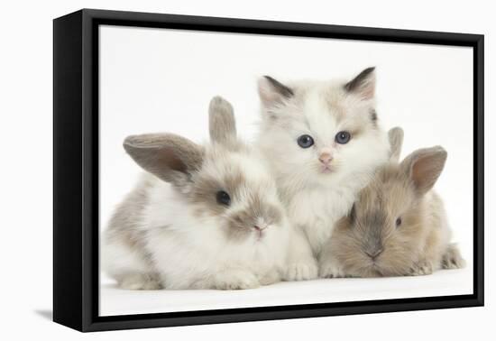 Colourpoint Kitten with Two Baby Rabbits-Mark Taylor-Framed Premier Image Canvas