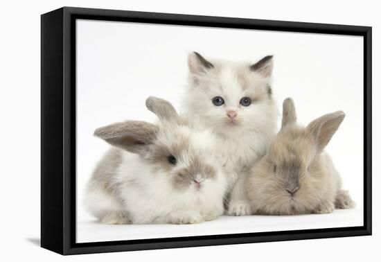 Colourpoint Kitten with Two Baby Rabbits-Mark Taylor-Framed Premier Image Canvas