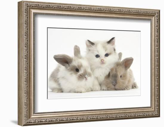 Colourpoint Kitten with Two Baby Rabbits-Mark Taylor-Framed Photographic Print