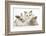 Colourpoint Kitten with Two Baby Rabbits-Mark Taylor-Framed Photographic Print