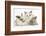 Colourpoint Kitten with Two Baby Rabbits-Mark Taylor-Framed Photographic Print