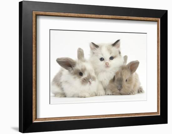 Colourpoint Kitten with Two Baby Rabbits-Mark Taylor-Framed Photographic Print