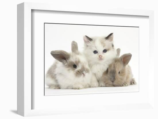 Colourpoint Kitten with Two Baby Rabbits-Mark Taylor-Framed Photographic Print