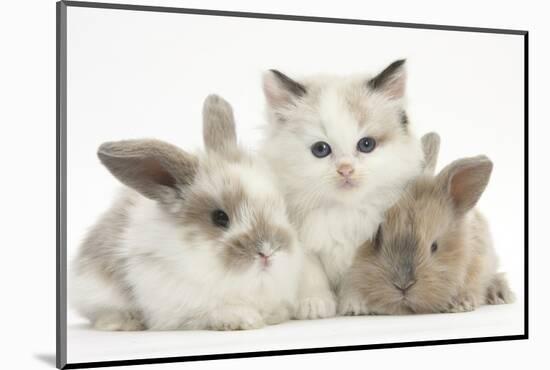 Colourpoint Kitten with Two Baby Rabbits-Mark Taylor-Mounted Photographic Print