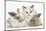 Colourpoint Kitten with Two Baby Rabbits-Mark Taylor-Mounted Photographic Print