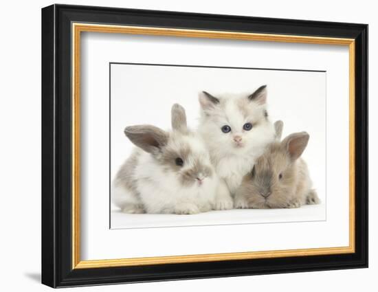 Colourpoint Kitten with Two Baby Rabbits-Mark Taylor-Framed Photographic Print