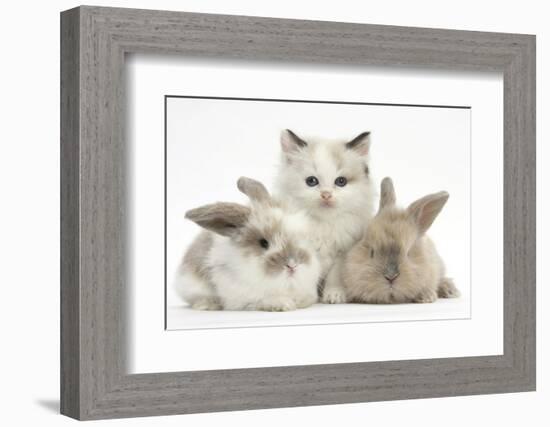 Colourpoint Kitten with Two Baby Rabbits-Mark Taylor-Framed Photographic Print