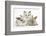 Colourpoint Kitten with Two Baby Rabbits-Mark Taylor-Framed Photographic Print