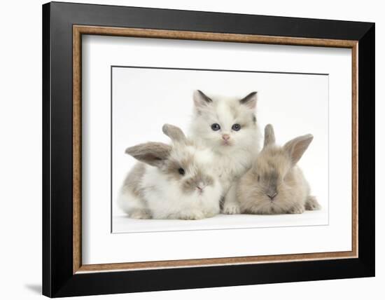 Colourpoint Kitten with Two Baby Rabbits-Mark Taylor-Framed Photographic Print