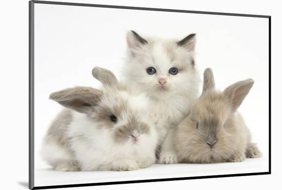 Colourpoint Kitten with Two Baby Rabbits-Mark Taylor-Mounted Photographic Print