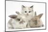 Colourpoint Kitten with Two Baby Rabbits-Mark Taylor-Mounted Photographic Print