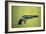 Colt 'Walker' Model .44 Calibre Revolver of 1847 (Wood and Metal)-American-Framed Giclee Print