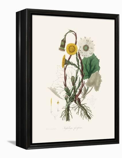 Coltsfoot (Tussilago Farfara) Medical Botany-John Stephenson and James Morss Churchill-Framed Premier Image Canvas