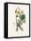 Coltsfoot (Tussilago Farfara) Medical Botany-John Stephenson and James Morss Churchill-Framed Premier Image Canvas