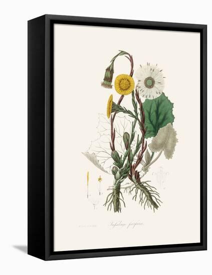 Coltsfoot (Tussilago Farfara) Medical Botany-John Stephenson and James Morss Churchill-Framed Premier Image Canvas