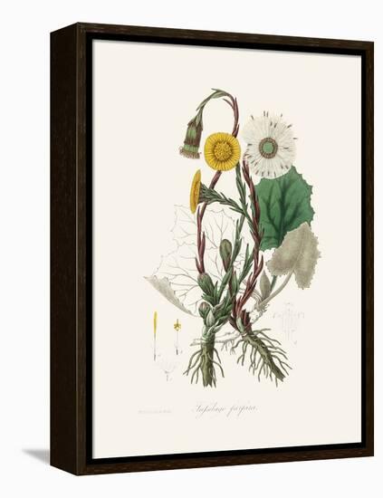 Coltsfoot (Tussilago Farfara) Medical Botany-John Stephenson and James Morss Churchill-Framed Premier Image Canvas