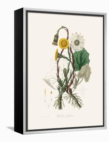 Coltsfoot (Tussilago Farfara) Medical Botany-John Stephenson and James Morss Churchill-Framed Premier Image Canvas