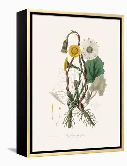 Coltsfoot (Tussilago Farfara) Medical Botany-John Stephenson and James Morss Churchill-Framed Premier Image Canvas