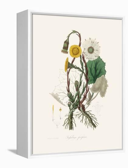 Coltsfoot (Tussilago Farfara) Medical Botany-John Stephenson and James Morss Churchill-Framed Premier Image Canvas