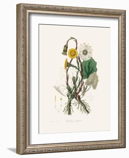 Coltsfoot (Tussilago Farfara) Medical Botany-John Stephenson and James Morss Churchill-Framed Photographic Print