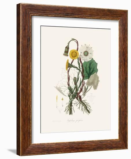 Coltsfoot (Tussilago Farfara) Medical Botany-John Stephenson and James Morss Churchill-Framed Photographic Print