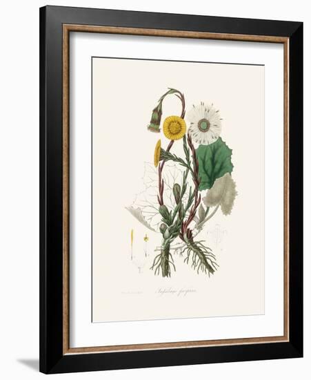 Coltsfoot (Tussilago Farfara) Medical Botany-John Stephenson and James Morss Churchill-Framed Photographic Print