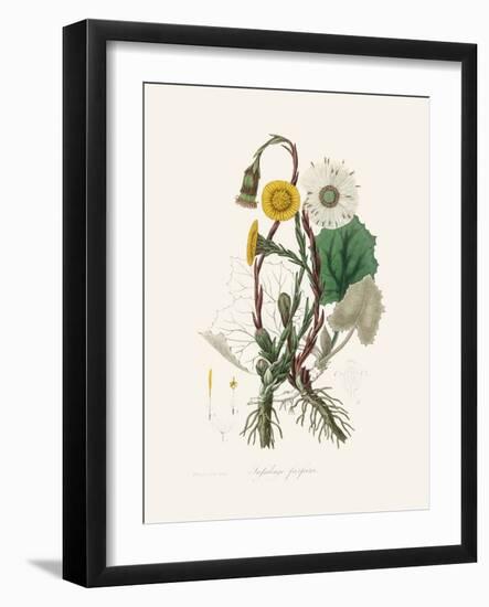 Coltsfoot (Tussilago Farfara) Medical Botany-John Stephenson and James Morss Churchill-Framed Photographic Print