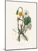 Coltsfoot (Tussilago Farfara) Medical Botany-John Stephenson and James Morss Churchill-Mounted Photographic Print