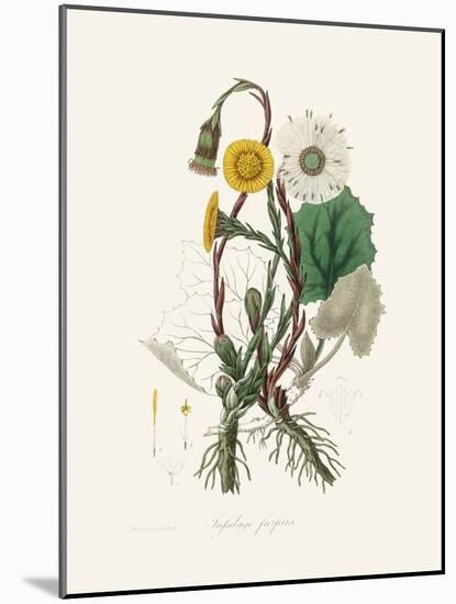 Coltsfoot (Tussilago Farfara) Medical Botany-John Stephenson and James Morss Churchill-Mounted Photographic Print