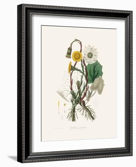 Coltsfoot (Tussilago Farfara) Medical Botany-John Stephenson and James Morss Churchill-Framed Photographic Print