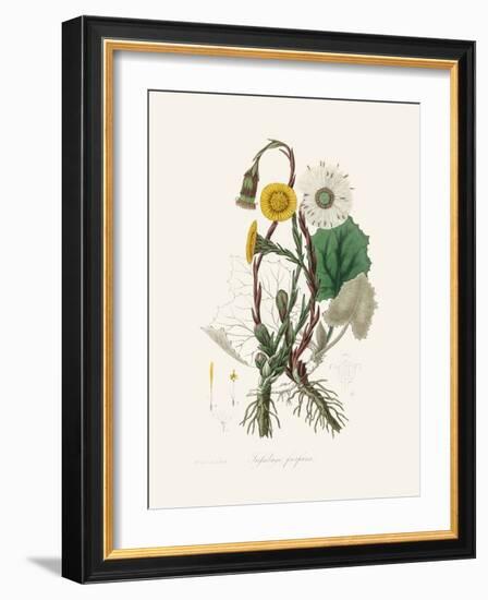 Coltsfoot (Tussilago Farfara) Medical Botany-John Stephenson and James Morss Churchill-Framed Photographic Print