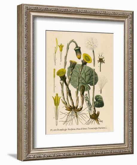 Coltsfoot-null-Framed Art Print