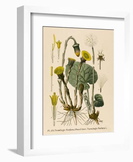 Coltsfoot-null-Framed Art Print