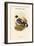 Columba Leuconota - White-Billed Pigeon-John Gould-Framed Art Print