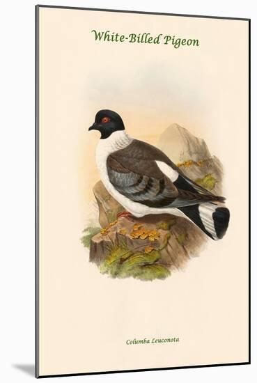 Columba Leuconota - White-Billed Pigeon-John Gould-Mounted Art Print