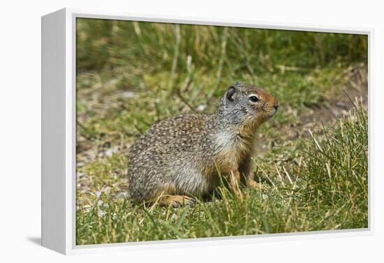 Columbia Ground Squirrel, Rogers Pass, Glacier National Park, British Columbia, Canada-Michel Hersen-Framed Premier Image Canvas