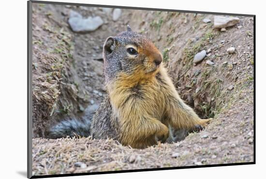 Columbia Ground Squirrel, Rogers Pass, Glacier National Park, British Columbia, Canada-Michel Hersen-Mounted Photographic Print