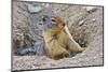 Columbia Ground Squirrel, Rogers Pass, Glacier National Park, British Columbia, Canada-Michel Hersen-Mounted Photographic Print