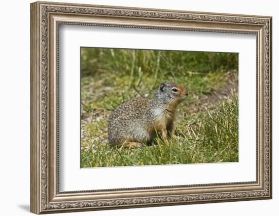 Columbia Ground Squirrel, Rogers Pass, Glacier National Park, British Columbia, Canada-Michel Hersen-Framed Photographic Print