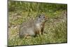 Columbia Ground Squirrel, Rogers Pass, Glacier National Park, British Columbia, Canada-Michel Hersen-Mounted Photographic Print